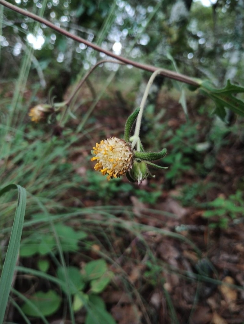 Axiniphyllum corymbosum