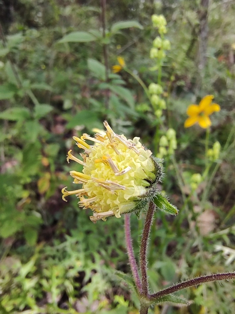 Axiniphyllum corymbosum photo 2