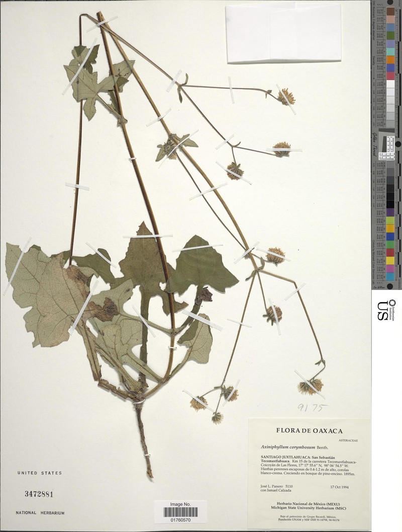 Axiniphyllum corymbosum photo 4