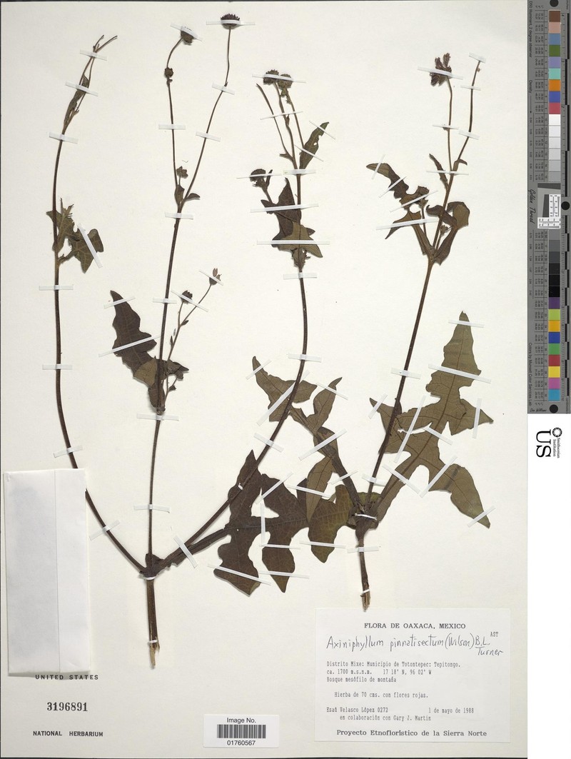 Axiniphyllum pinnatisectum