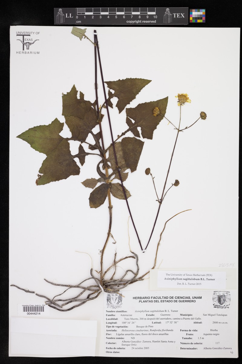 Axiniphyllum sagittalobum