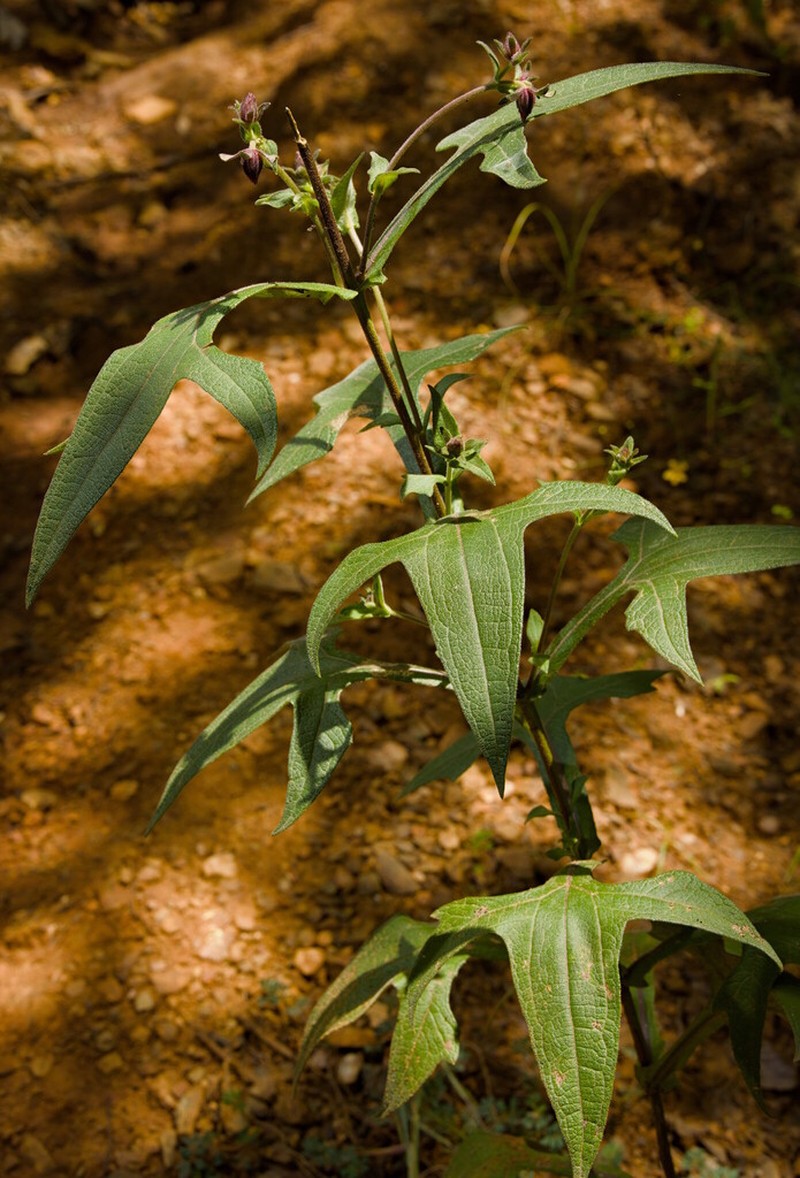 Axiniphyllum scabrum