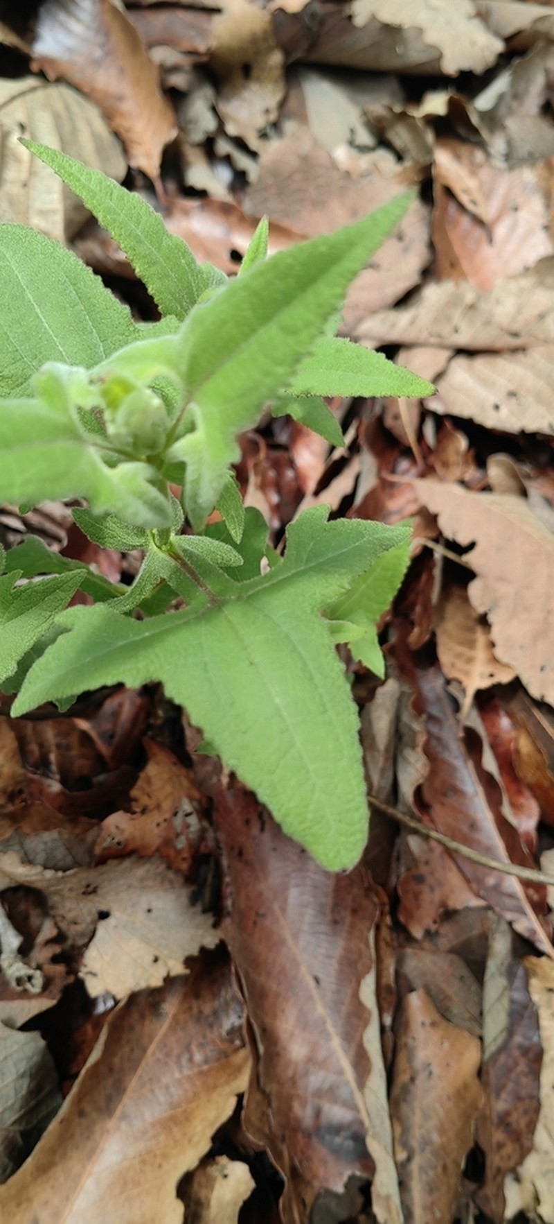 Axiniphyllum scabrum photo 2