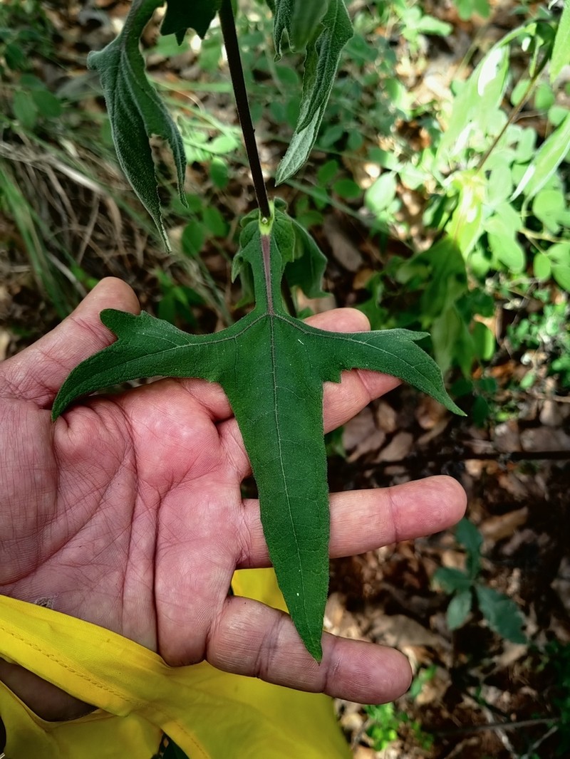 Axiniphyllum scabrum photo 3