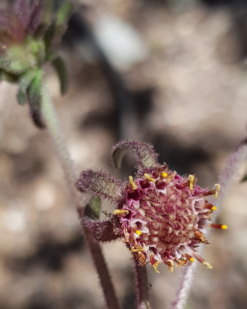 Axiniphyllum scabrum photo 4