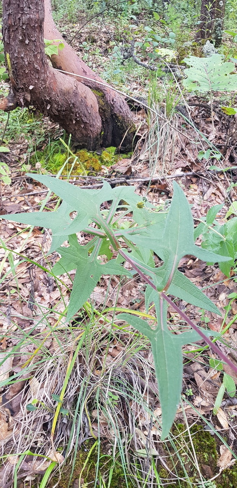 Axiniphyllum scabrum photo 5