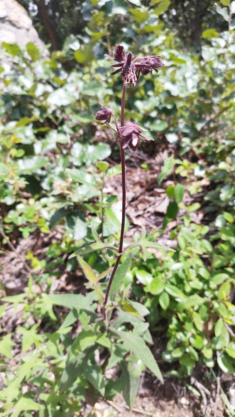 Axiniphyllum scabrum photo 6
