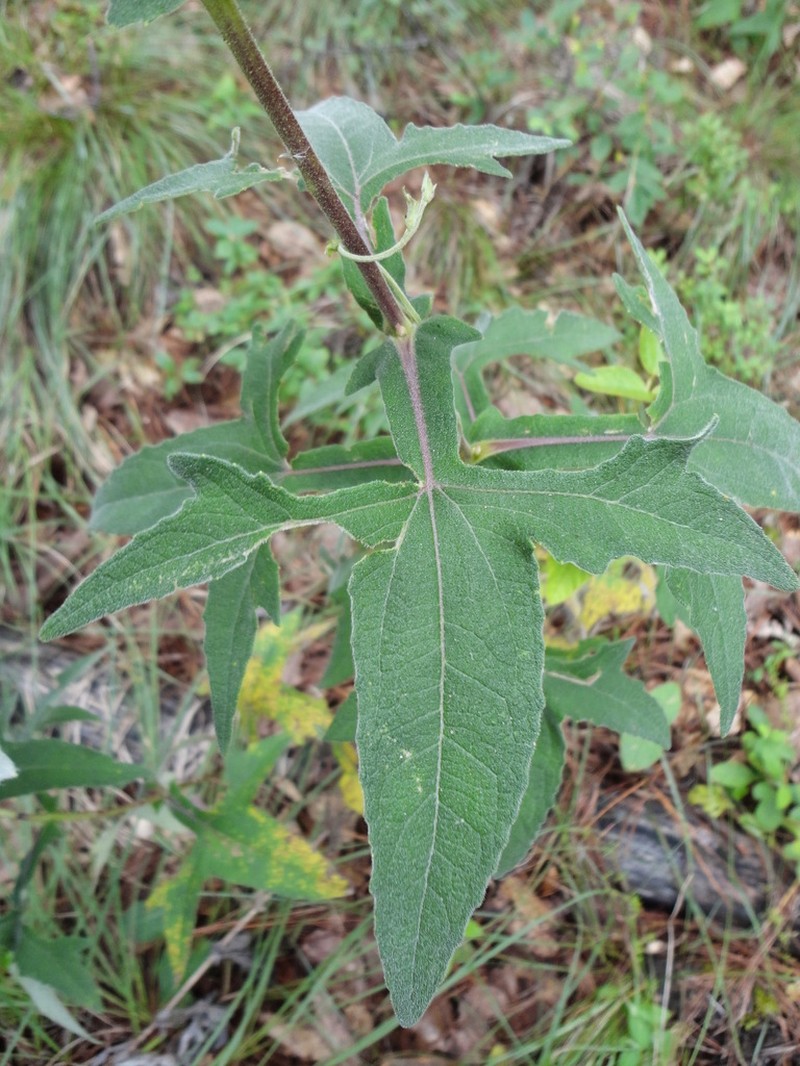Axiniphyllum scabrum photo 7