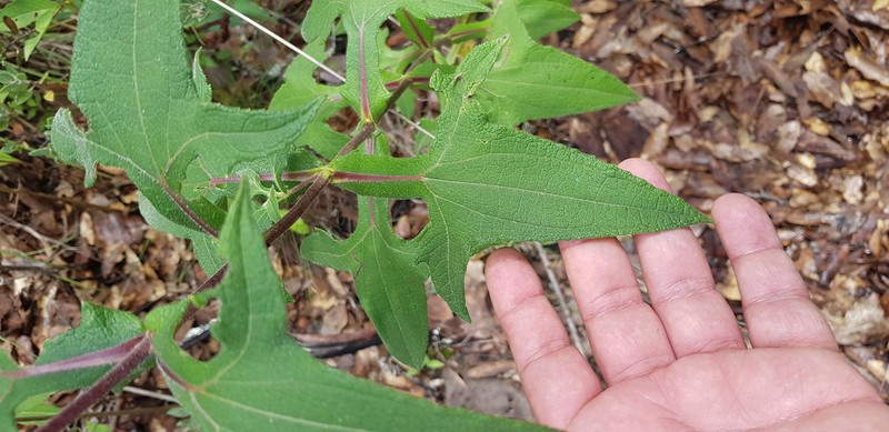 Axiniphyllum scabrum photo 8