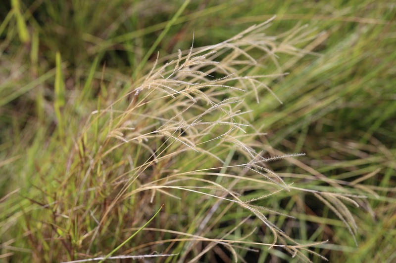 Golden Carpetgrass