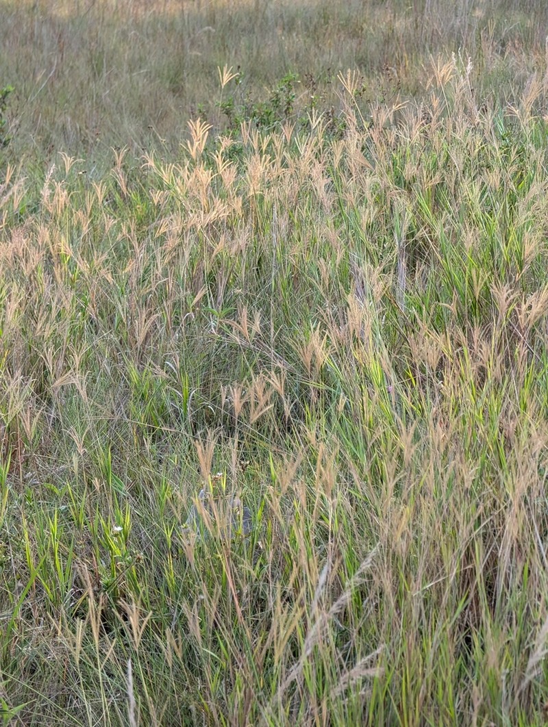 Golden Carpetgrass photo 2