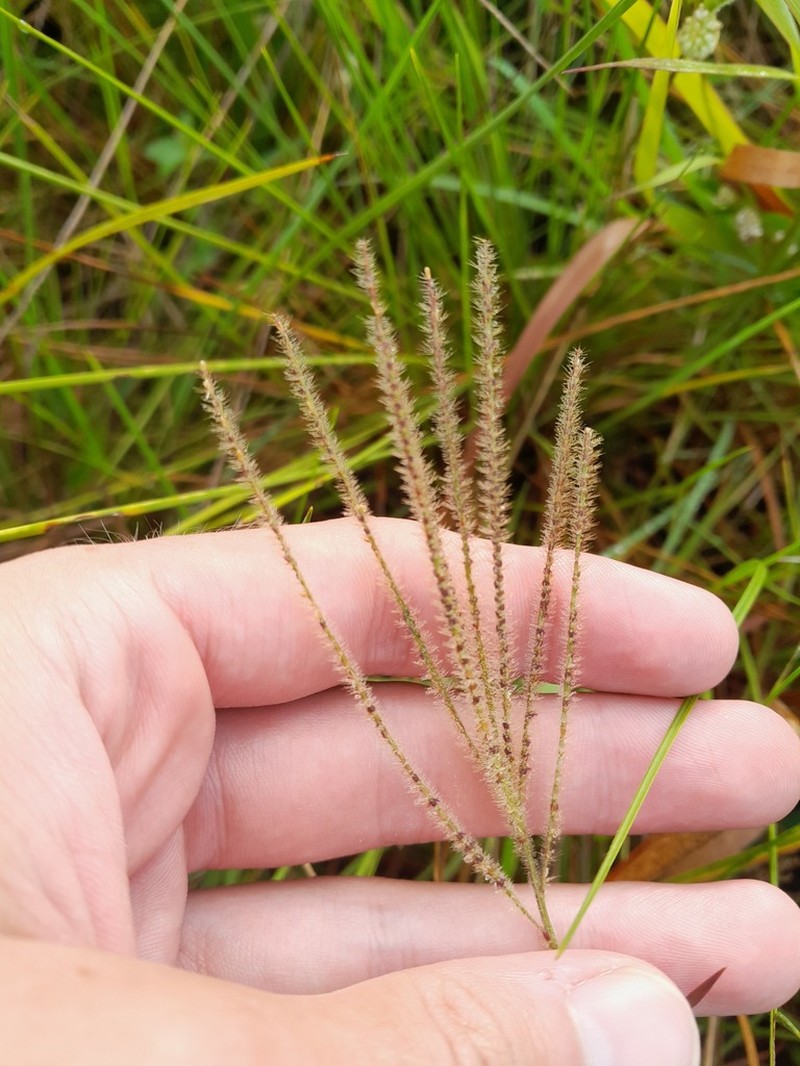 Golden Carpetgrass photo 3