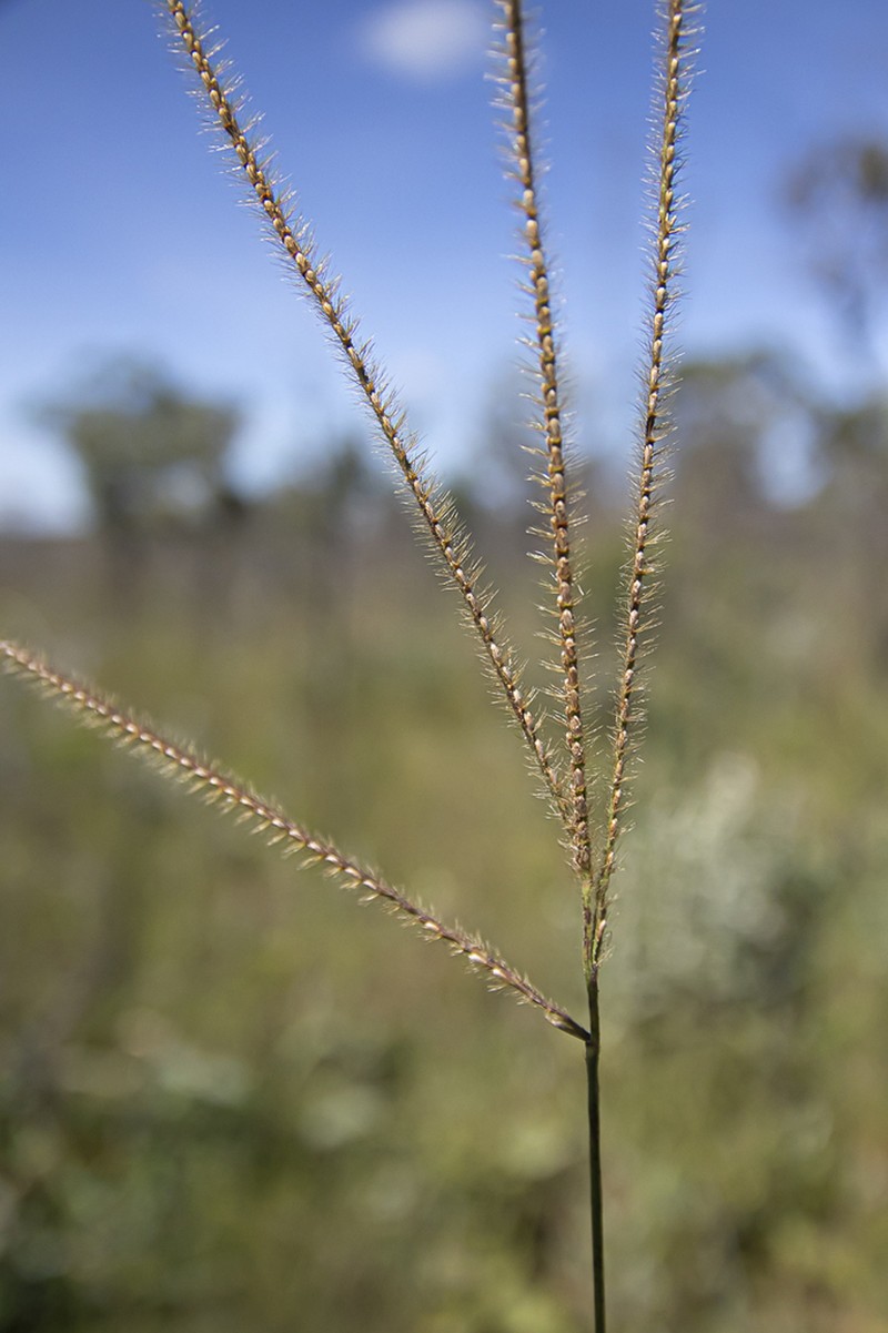 Golden Carpetgrass photo 4