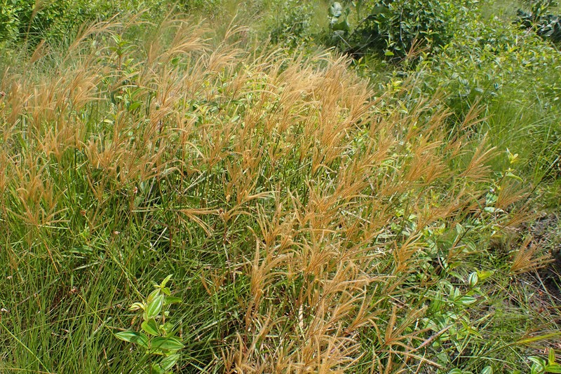 Golden Carpetgrass photo 5