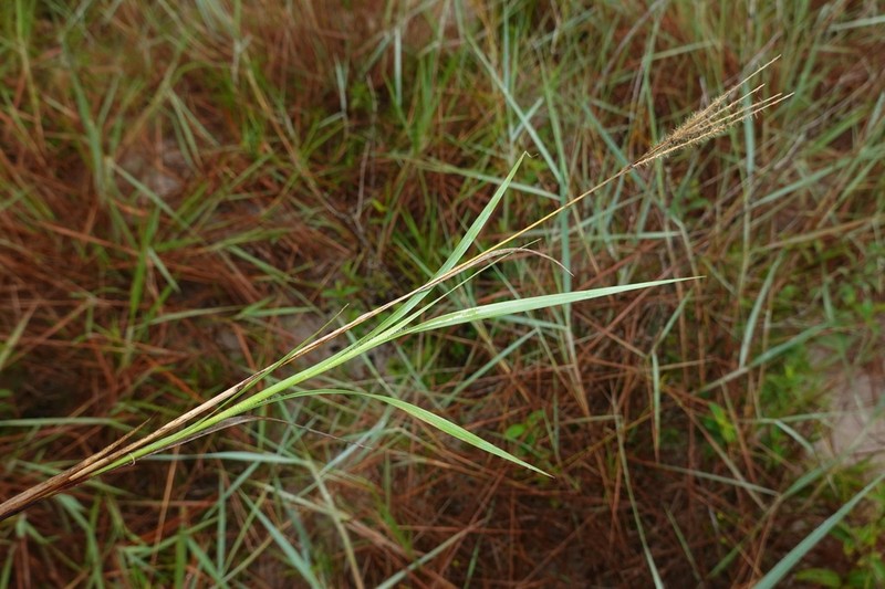 Golden Carpetgrass photo 6