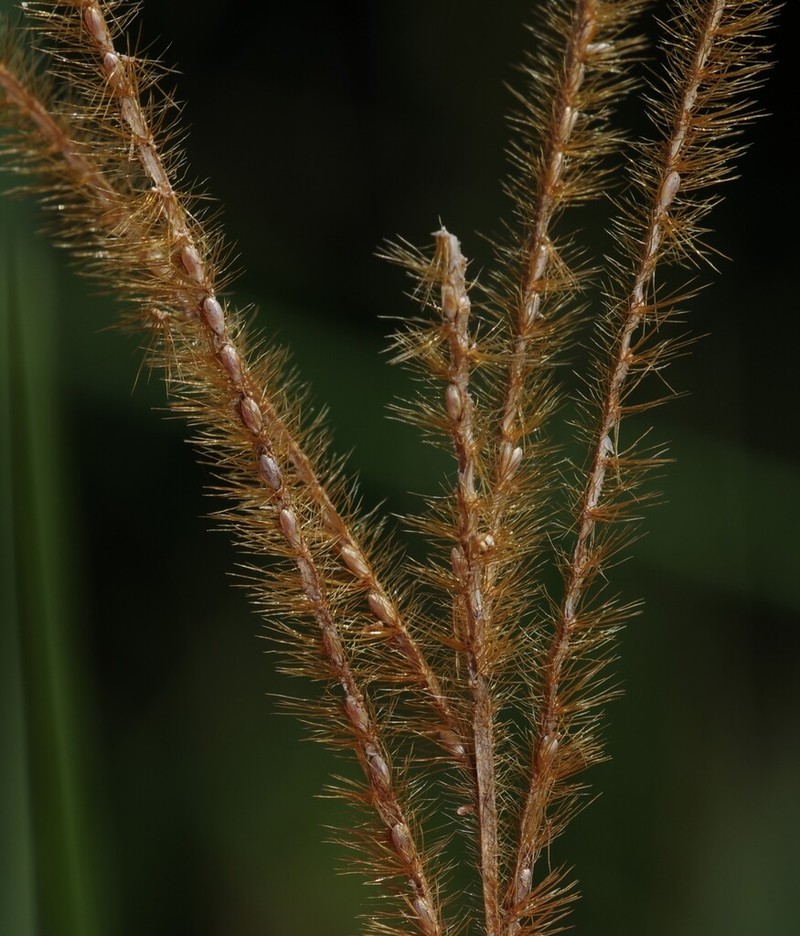 Golden Carpetgrass photo 7