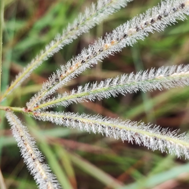 Golden Carpetgrass photo 8