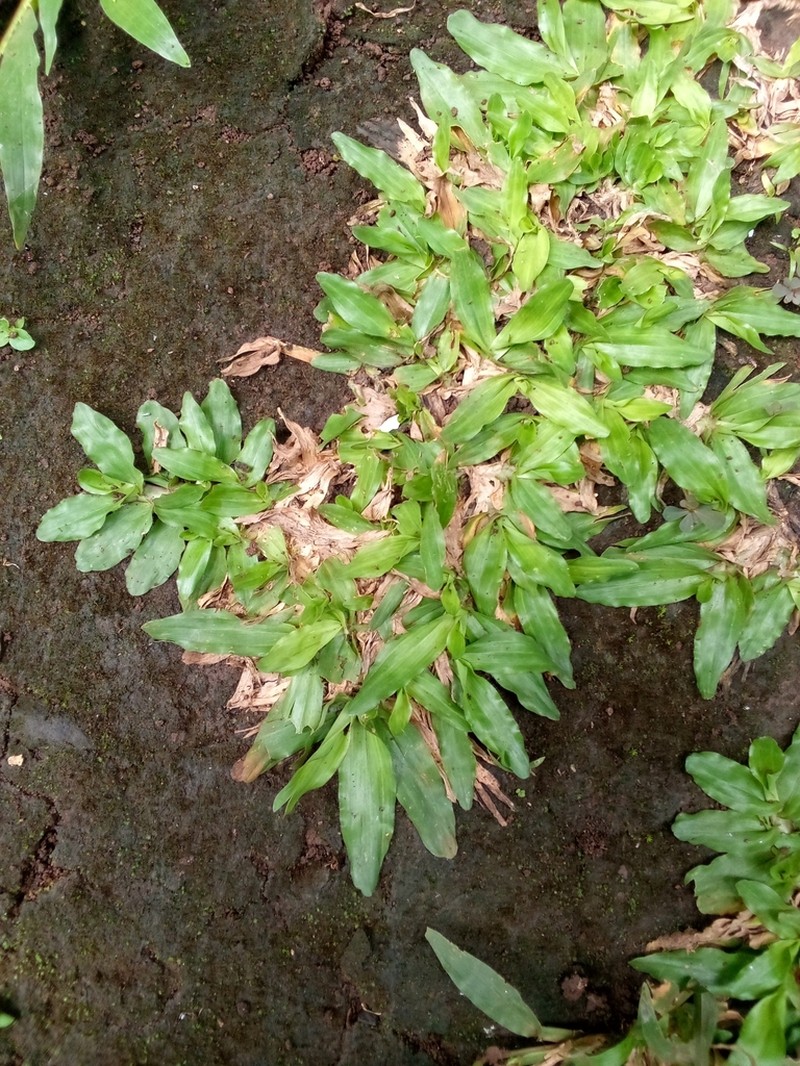 Broadleaf Carpetgrass photo 2