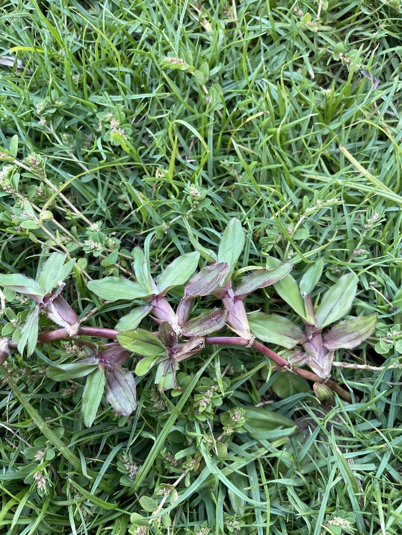 Broadleaf Carpetgrass photo 3