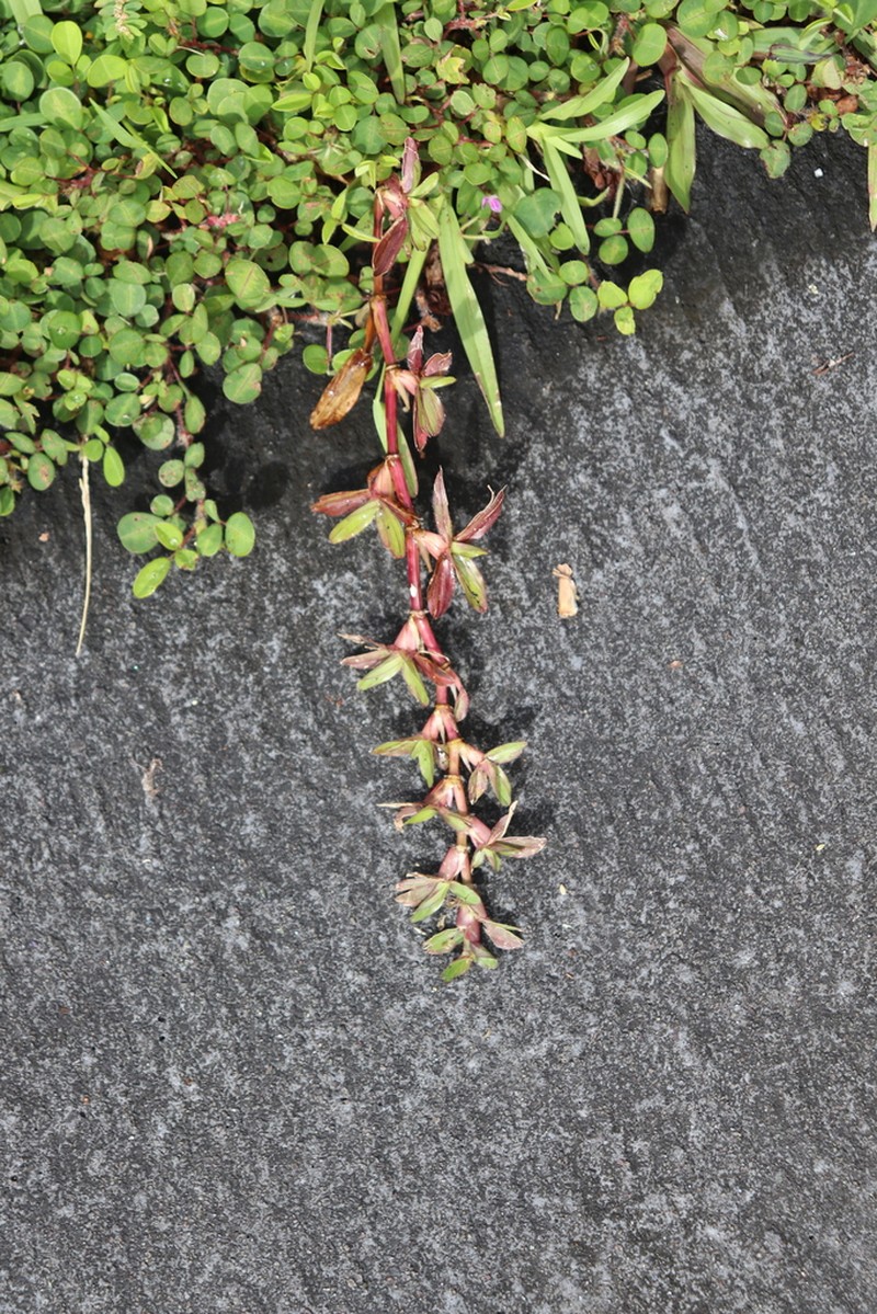 Broadleaf Carpetgrass photo 5