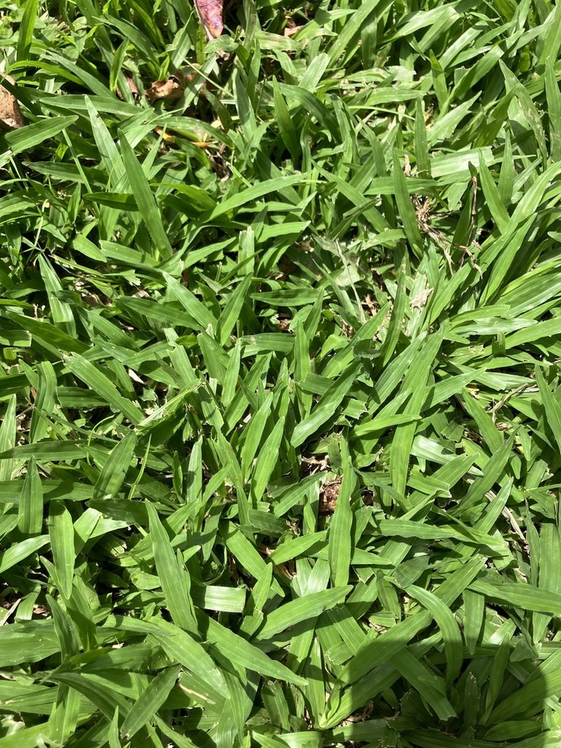 Broadleaf Carpetgrass photo 6