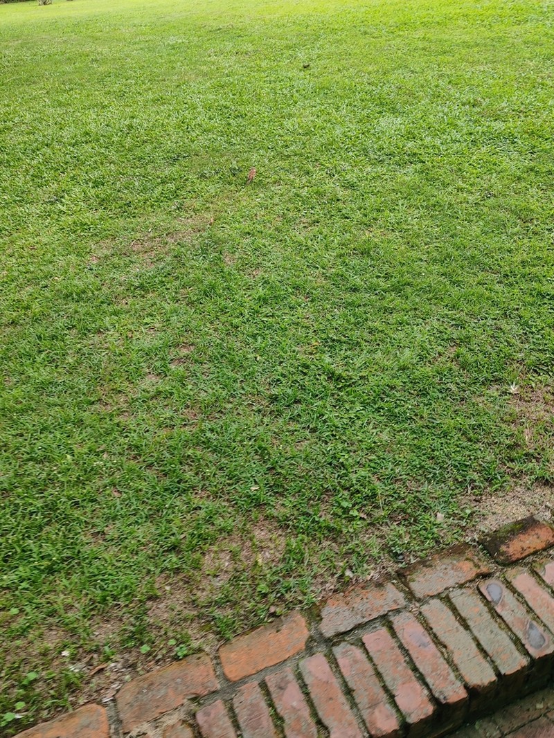 Broadleaf Carpetgrass photo 7