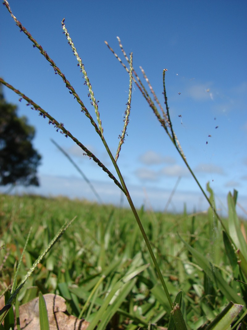 Common Carpetgrass