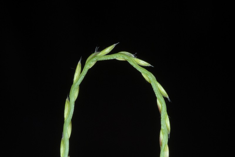 Common Carpetgrass photo 3