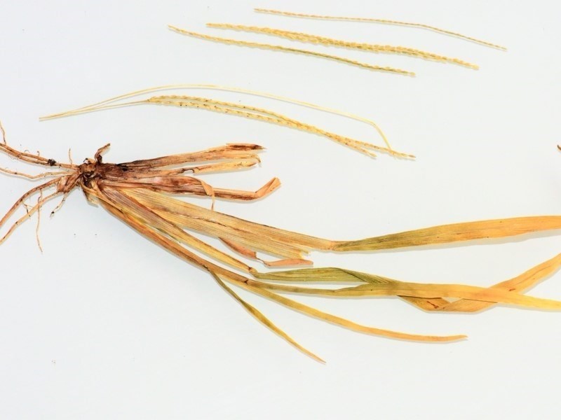 Common Carpetgrass photo 4