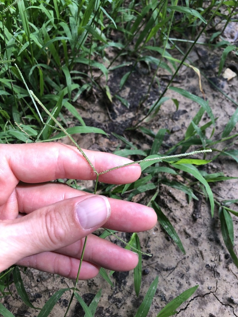 Common Carpetgrass photo 5