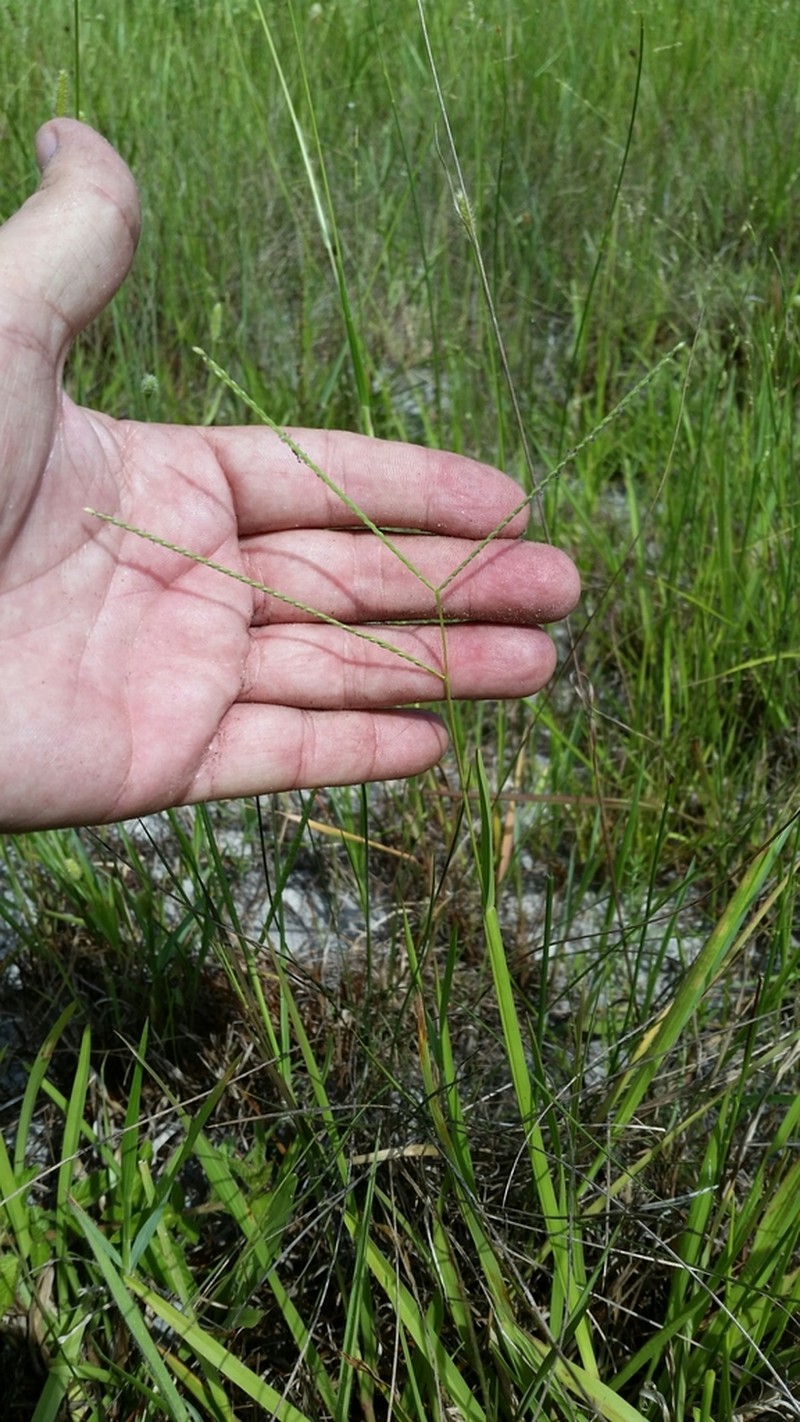 Common Carpetgrass photo 6