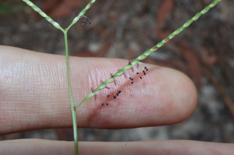 Common Carpetgrass photo 7