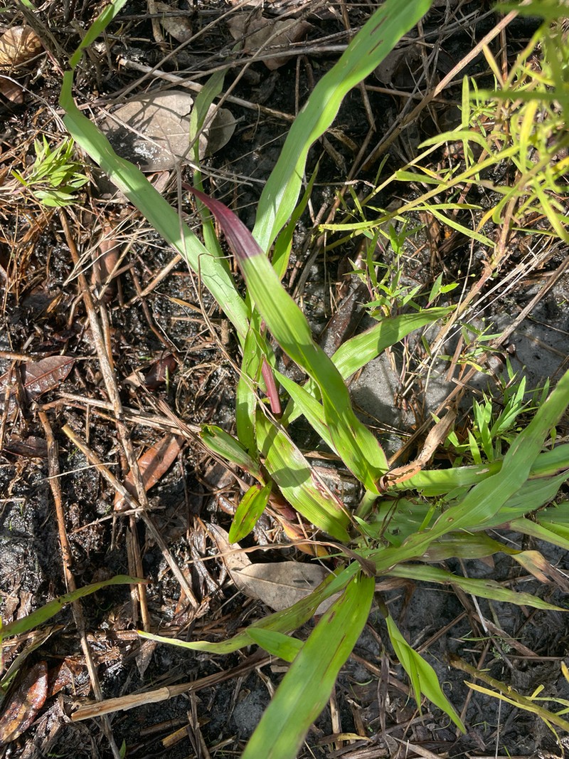 Big Carpetgrass photo 4