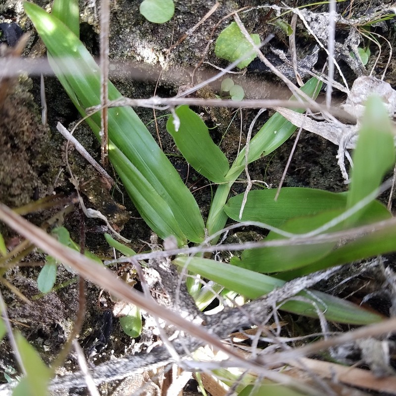 Big Carpetgrass photo 6
