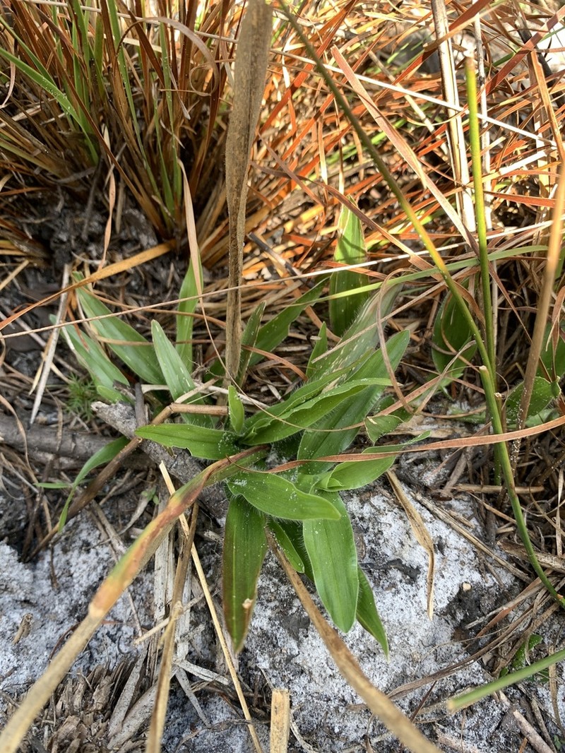Big Carpetgrass photo 8