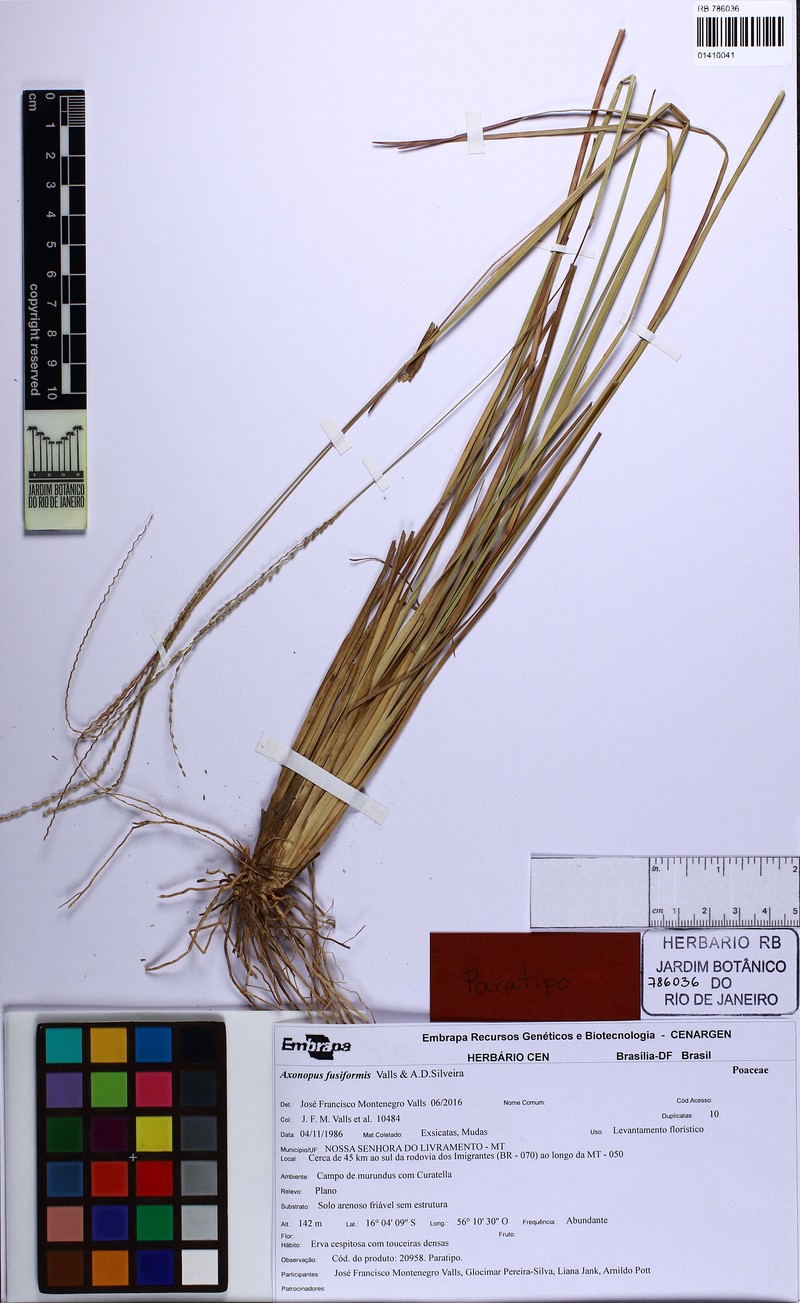 Axonopus fusiformis