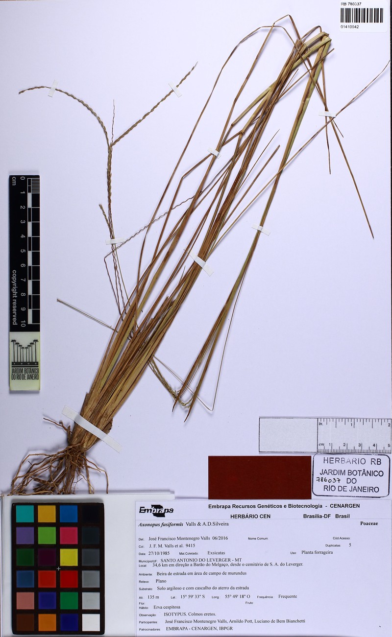 Axonopus fusiformis photo 2