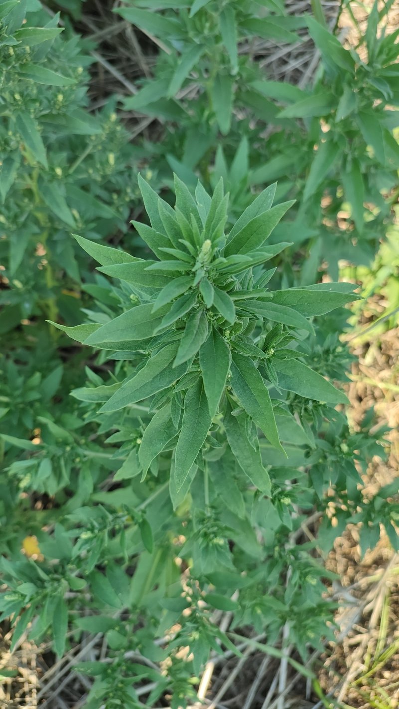 Russian Pigweed photo 5