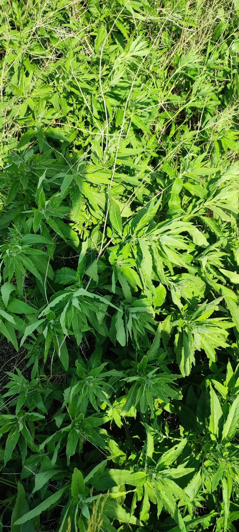 Russian Pigweed photo 6