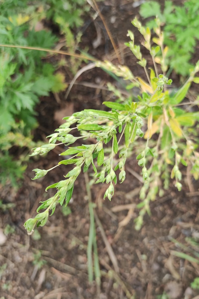 Russian Pigweed photo 7