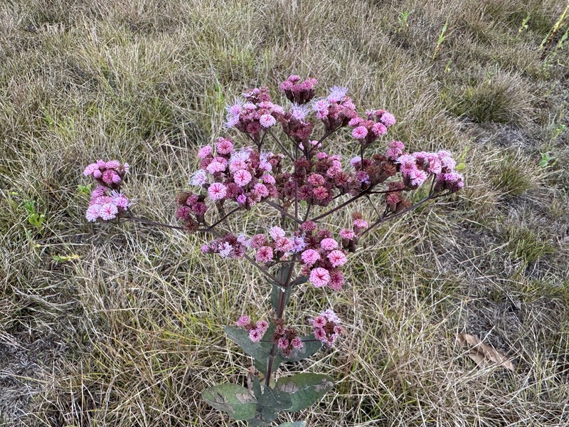 Ayapana amygdalina