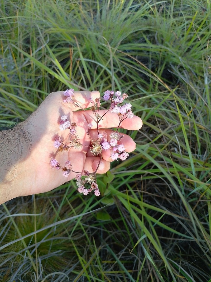 Ayapana amygdalina photo 3