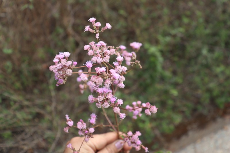 Ayapana ecuadorensis