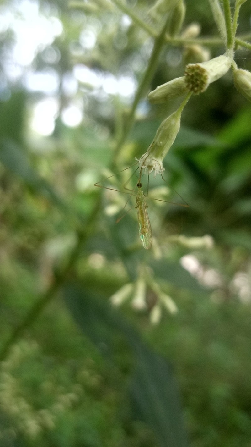 Ayapana elata