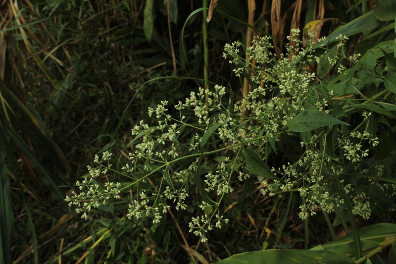 Ayapana elata photo 2