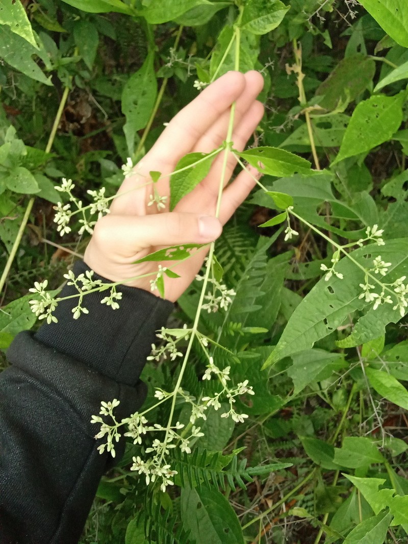 Ayapana elata photo 3