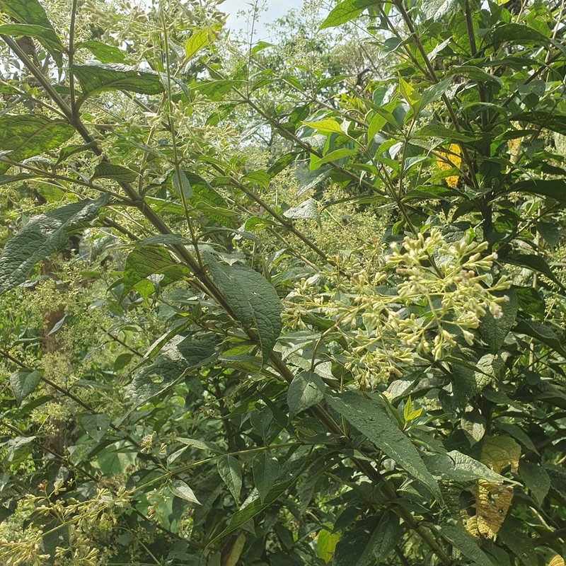 Ayapana elata photo 7