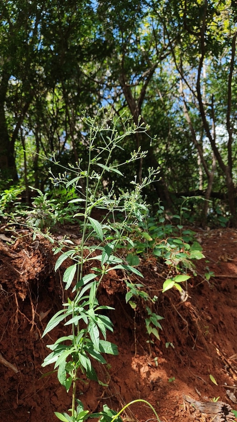 Ayapana elata photo 8