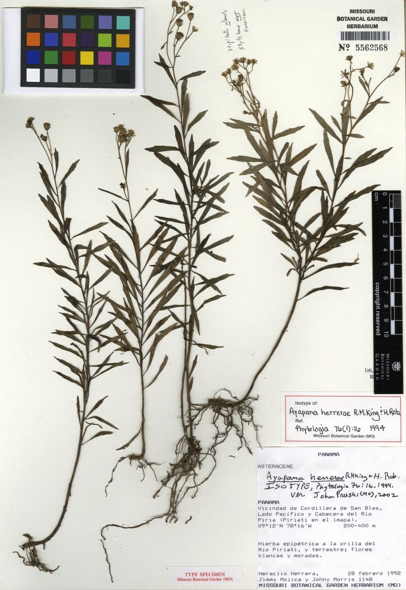 Ayapana herrerae