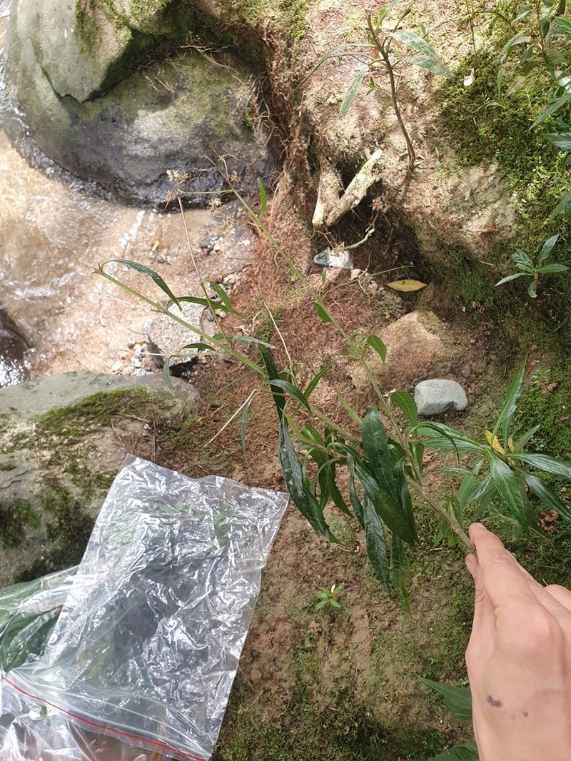 Ayapana hylophila